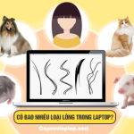 Hơn 6 loại lông động vật có thể đang ẩn mình trong laptop của bạn
